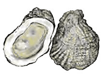 A drawing of two oysters on a white background.