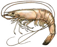 A drawing of a shrimp on a white background.