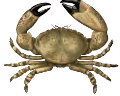 A crab with large claws on a white background.