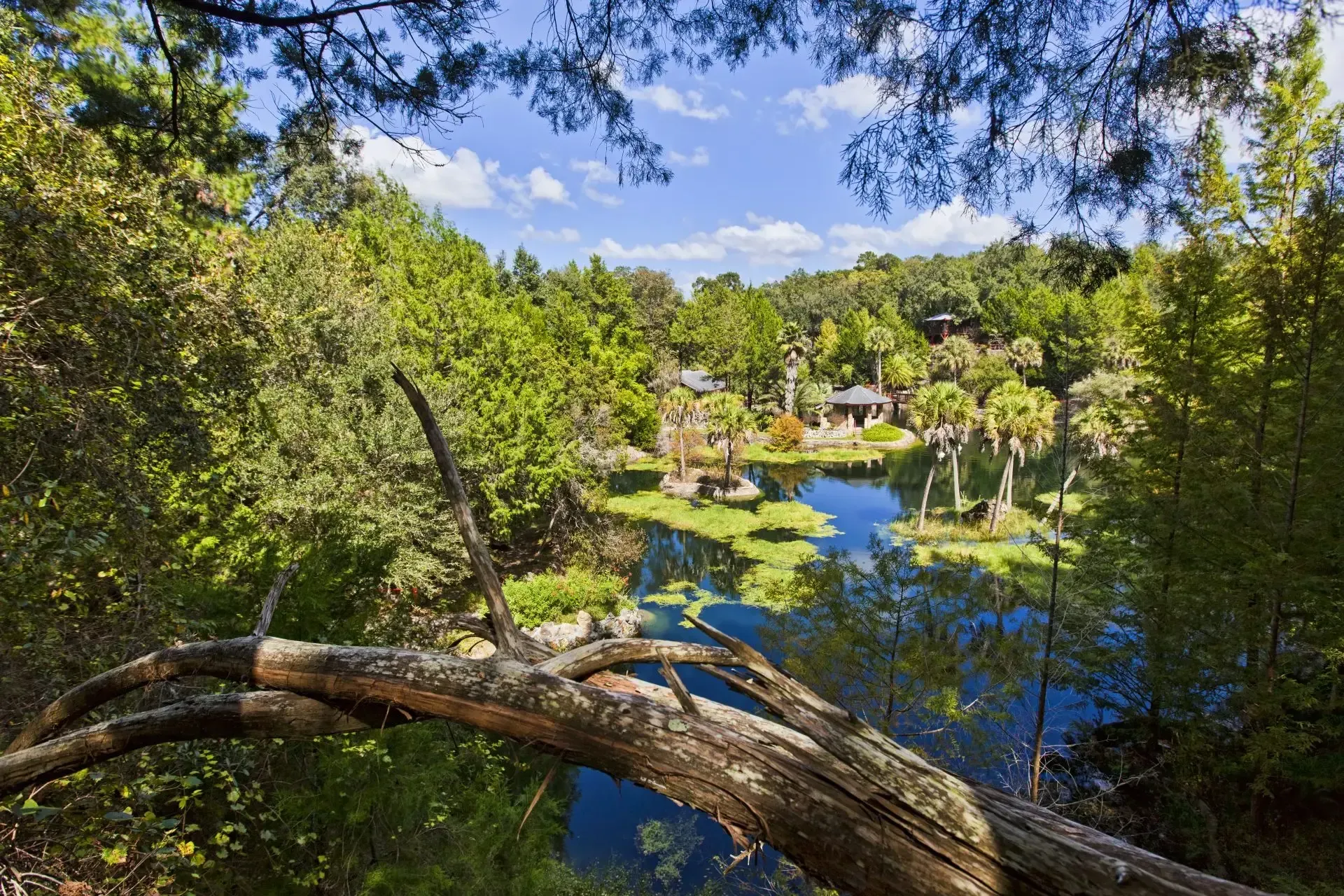 A tree branch is hanging over a lake surrounded by trees.