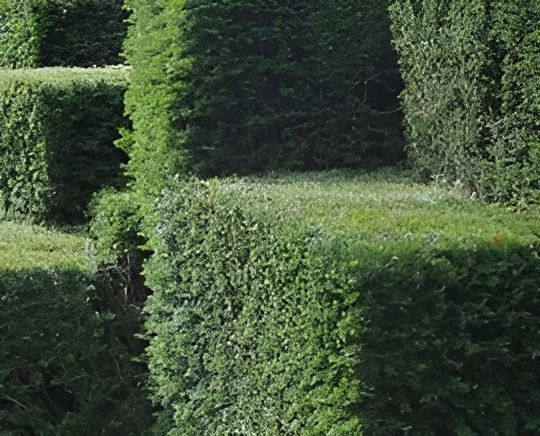 Green Geometric Hedges in Garden — John's Tree Lopping in Belmont, NSW