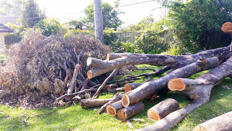 Cut Tree Logs and Branches on Lawn — John's Tree Lopping in Belmont, NSW