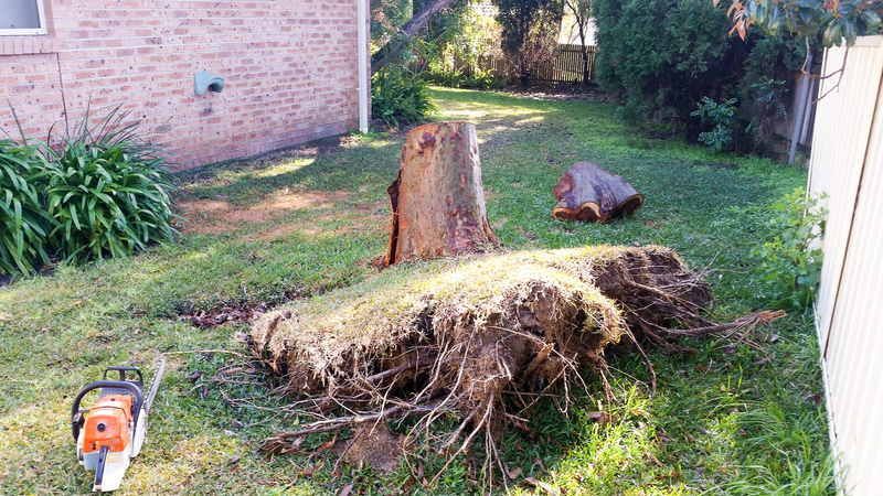 Tree Stump with Roots and Chainsaw on Grass — John's Tree Lopping in Belmont, NSW