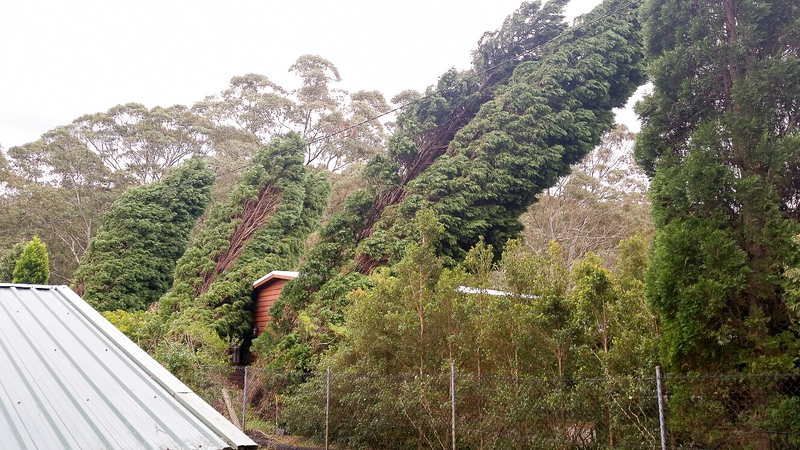 Green Trees on Hillside with Small Building — John's Tree Lopping in Belmont, NSW