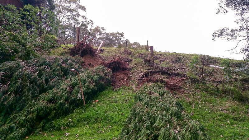 Green Hillside with Fallen Trees — John's Tree Lopping in Belmont, NSW
