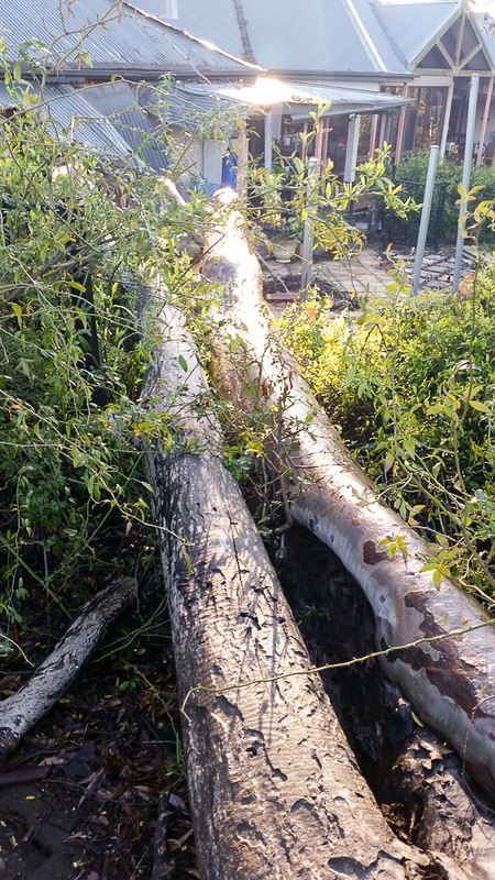 Logs in Grassy Area — John's Tree Lopping in Belmont, NSW