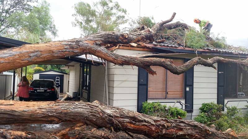 Large Tree Branch on Roof with Worker — John's Tree Lopping in Belmont, NSW
