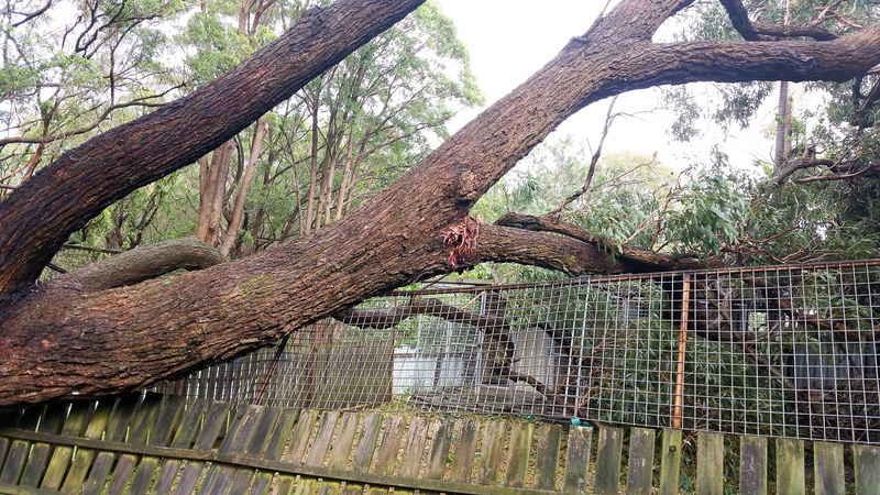 Large Tree Branch Leaning on Fence — John's Tree Lopping in Belmont, NSW