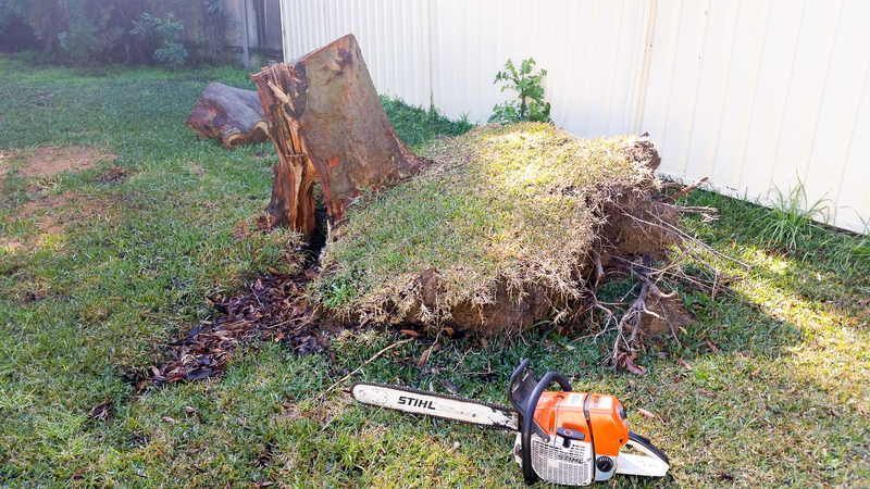Chainsaw Near Toppled Tree Stump — John's Tree Lopping in Belmont, NSW