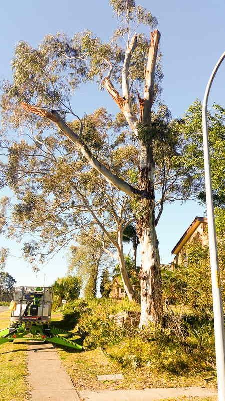 Tree Being Pruned with Cherry Picker — John's Tree Lopping in Belmont, NSW