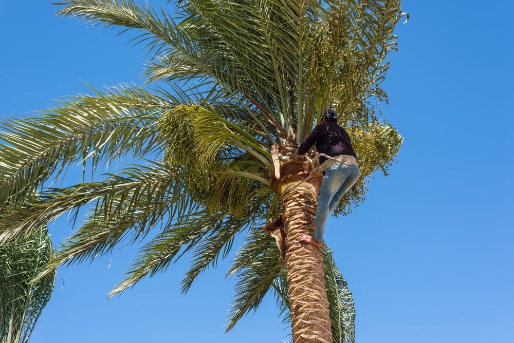 Person Climbing Palm Tree — John's Tree Lopping in Belmont, NSW
