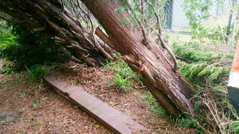 Fallen Tree Trunk with Cut Branches — John's Tree Lopping in Belmont, NSW