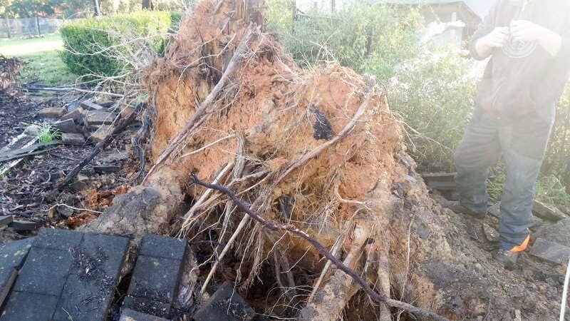 Uprooted Tree with Exposed Roots on Roof — John's Tree Lopping in Belmont, NSW