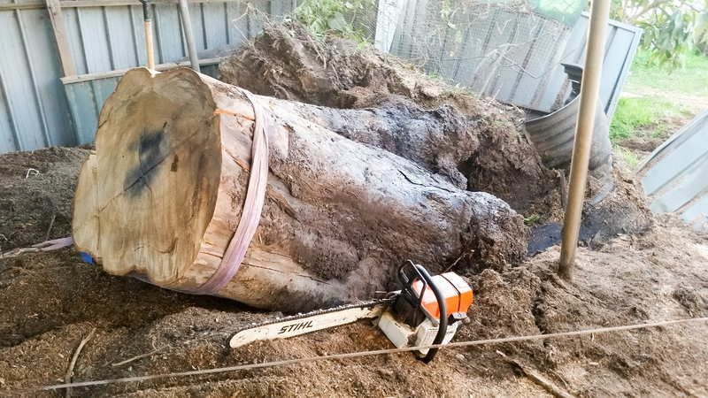 Large Tree Trunk with Chainsaw in Shed — John's Tree Lopping in Belmont, NSW