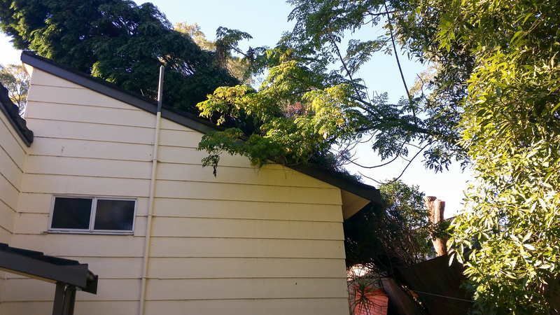 Tree Branch on House Roof — John's Tree Lopping in Belmont, NSW