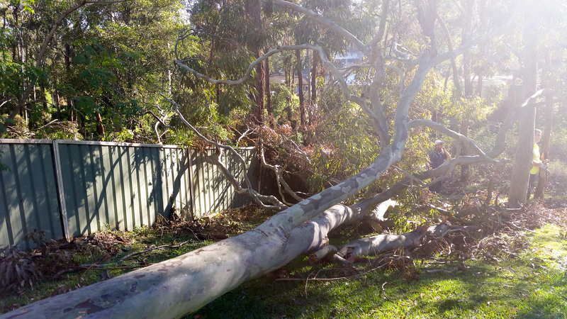 Fallen Tree on Green Fence — John's Tree Lopping in Belmont, NSW