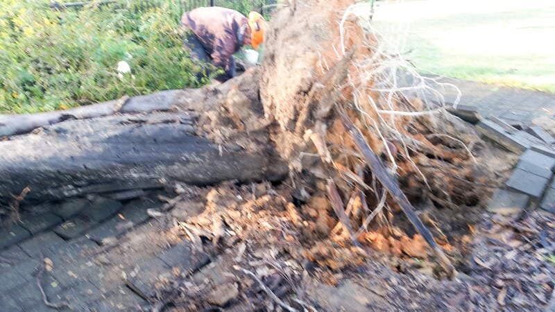 Fallen Tree with Exposed Roots on Walkway — John's Tree Lopping in Belmont, NSW