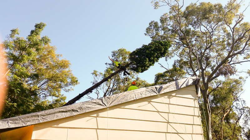 Tree Being Cut on Building Roof — John's Tree Lopping in Belmont, NSW