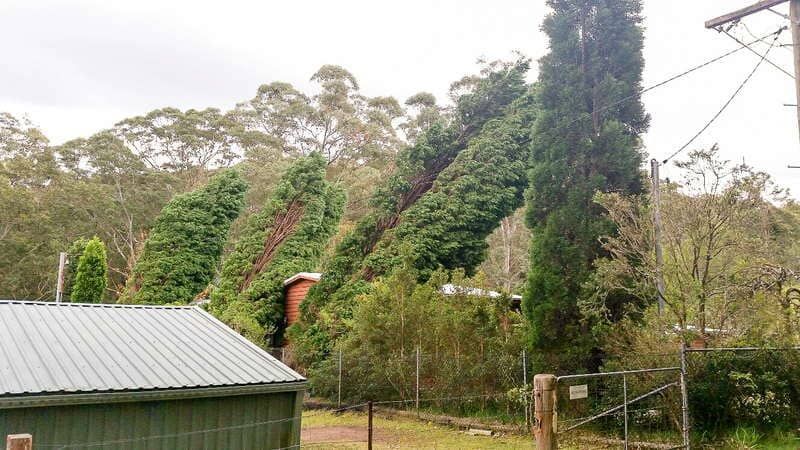 Red Stump Grinder Pulverizing Tree Stump — John's Tree Lopping in Belmont, NSW