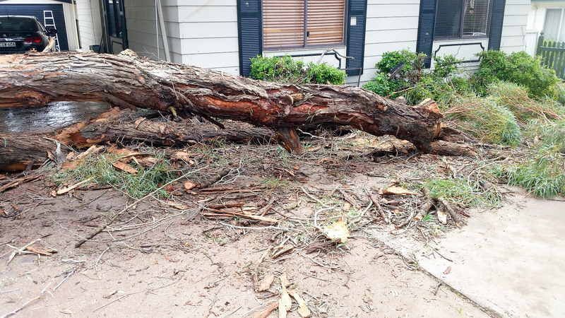 Large Fallen Tree Trunk on Sidewalk — John's Tree Lopping in Belmont, NSW