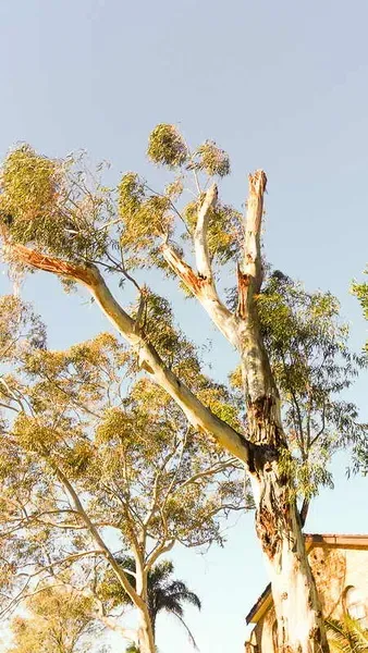 Partially Pruned Eucalyptus Tree — John's Tree Lopping in Belmont, NSW