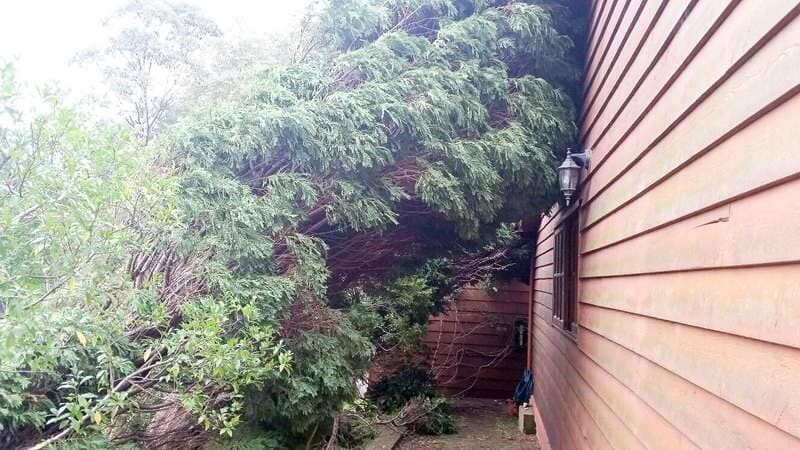 Evergreen Tree Next to Wooden House — John's Tree Lopping in Belmont, NSW