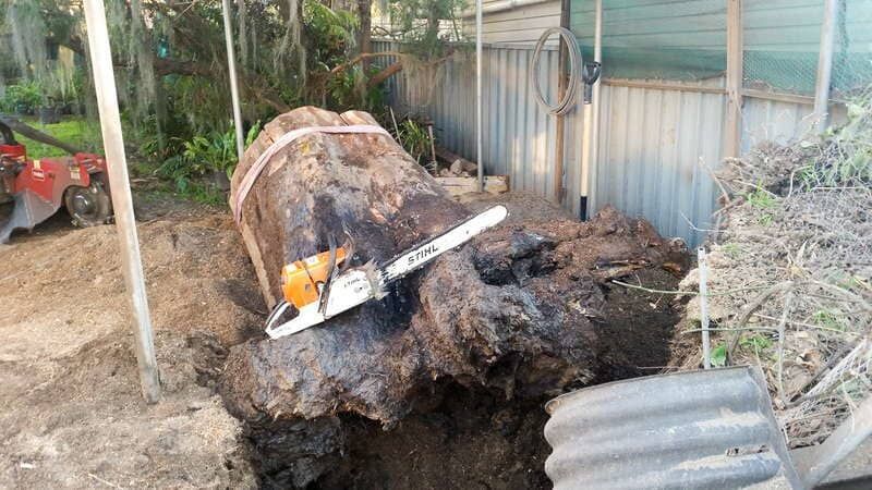 Chainsaw on Large Tree Stump with Red Strap — John's Tree Lopping in Belmont, NSW
