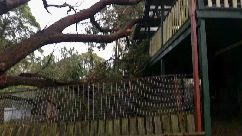 Large Tree Branch Overhanging Fence and House — John's Tree Lopping in Belmont, NSW