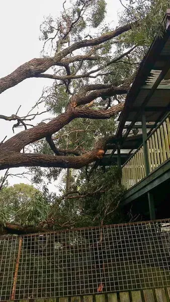 Large Tree Branch Fallen on House and Fence — John's Tree Lopping in Belmont, NSW