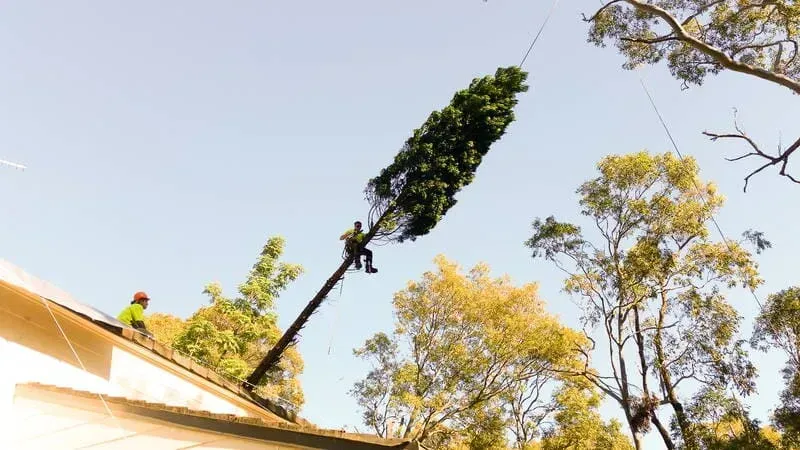 Tree Worker Cutting Tall Tree Near Roof — John's Tree Lopping in Belmont, NSW