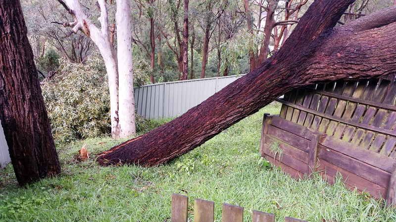 Large Tree Leaning on Wooden Fence — John's Tree Lopping in Belmont, NSW