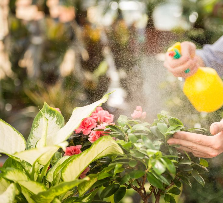 Person Spraying Plants in Greenhouse — John's Tree Lopping in Belmont, NSW