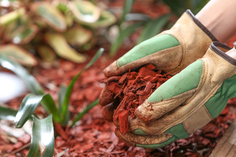 Gloved Hands Holding Red Mulch — John's Tree Lopping in Belmont, NSW