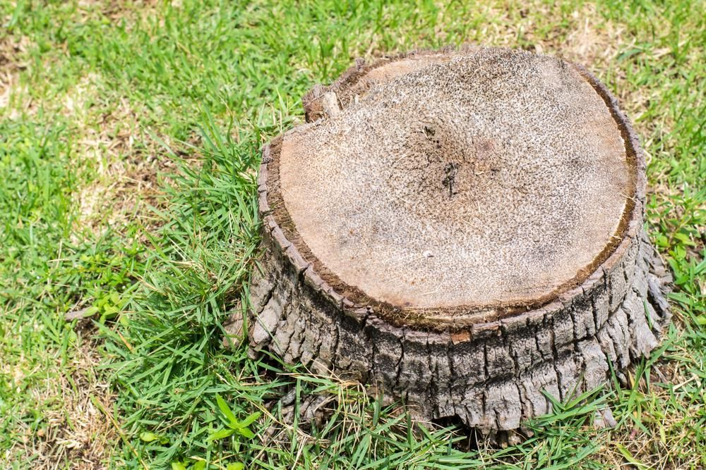 Tree Stump on Grass — John's Tree Lopping in Belmont, NSW