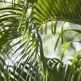 Green Palm Leaves in Sunlight — John's Tree Lopping in Belmont, NSW
