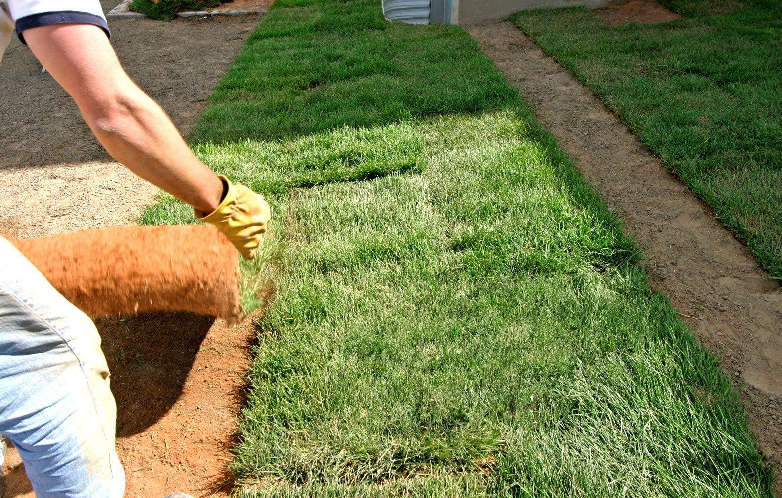 Sprinkler spraying water over green grass in a lawn.