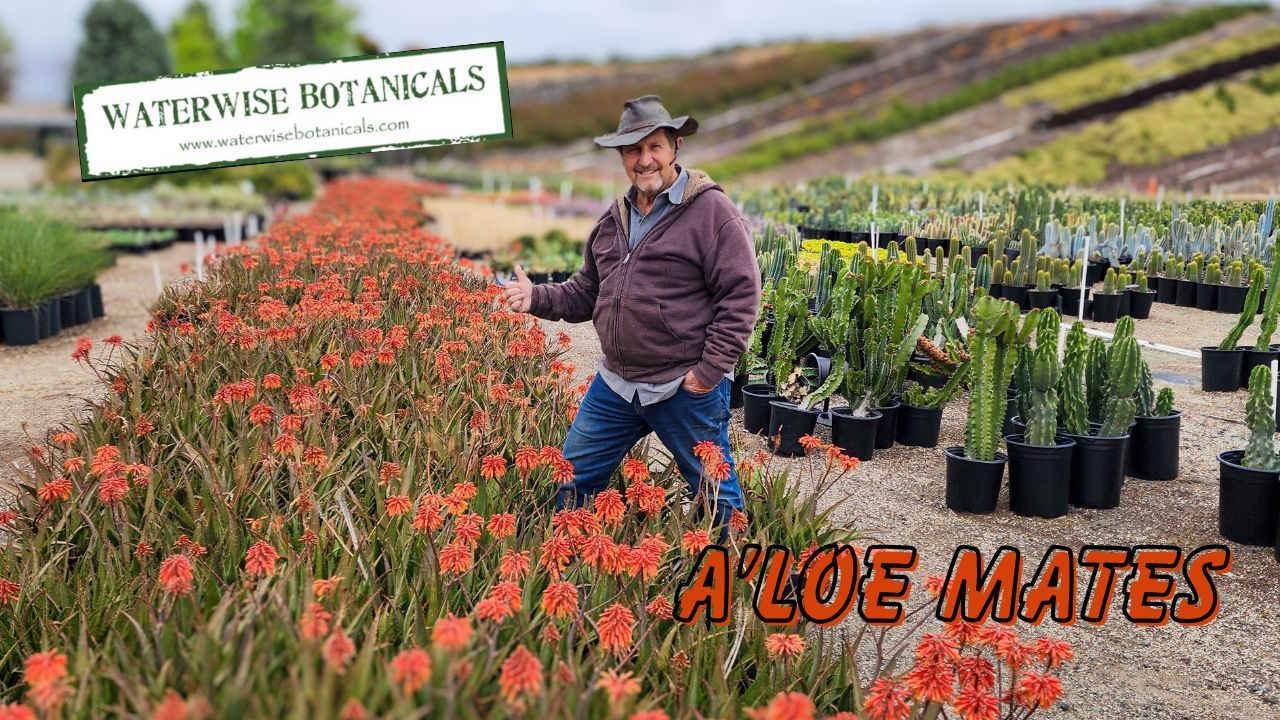 Why ‘Little Gem’ Aloe Belongs in Every Garden!