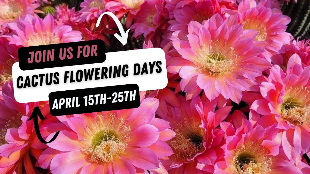 daybreak cactus flower