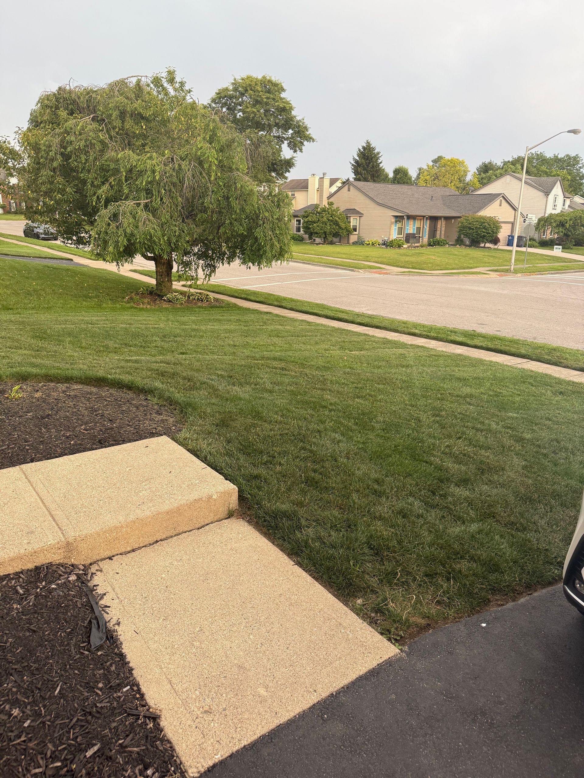 Lush green front yard with a tree, steps, sidewalk, and houses in the background under a cloudy sky.