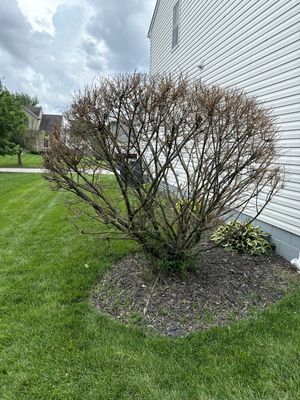 Shrub with brown branches, next to a white house, surrounded by green grass. Mulch at the base. Cloudy sky.