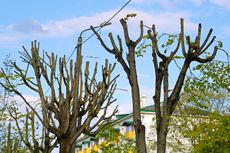 Trees with cut branches against a cloudy sky and a building with a green roof.