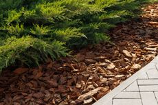 Green shrub next to a bed of brown wood chips bordering a gray paved walkway.