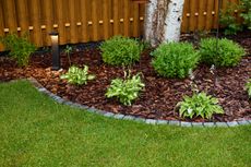 Garden bed with bark mulch, hostas, green shrubs, and a birch tree, bordered by lawn and a brown fence.