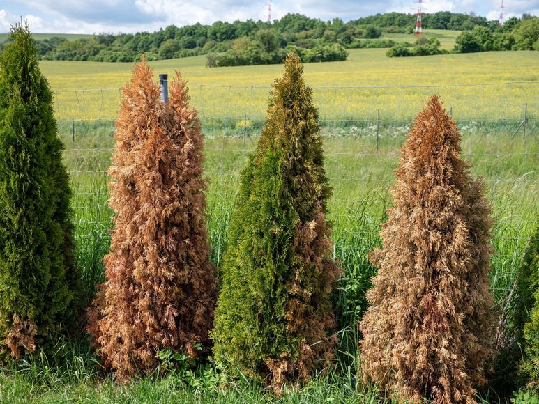Row of evergreen trees, some healthy green, others brown and dead, in a field with green grass.