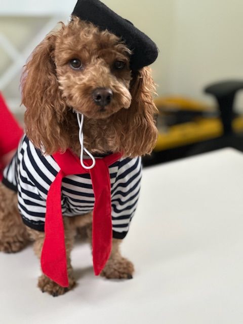 Brown poodle wearing a black beret, striped shirt, and red scarf; sitting on a white surface.
