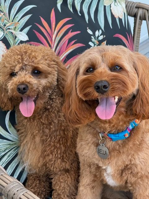 Two brown dogs with pink tongues, smiling, sitting. One wears a collar with a name tag.