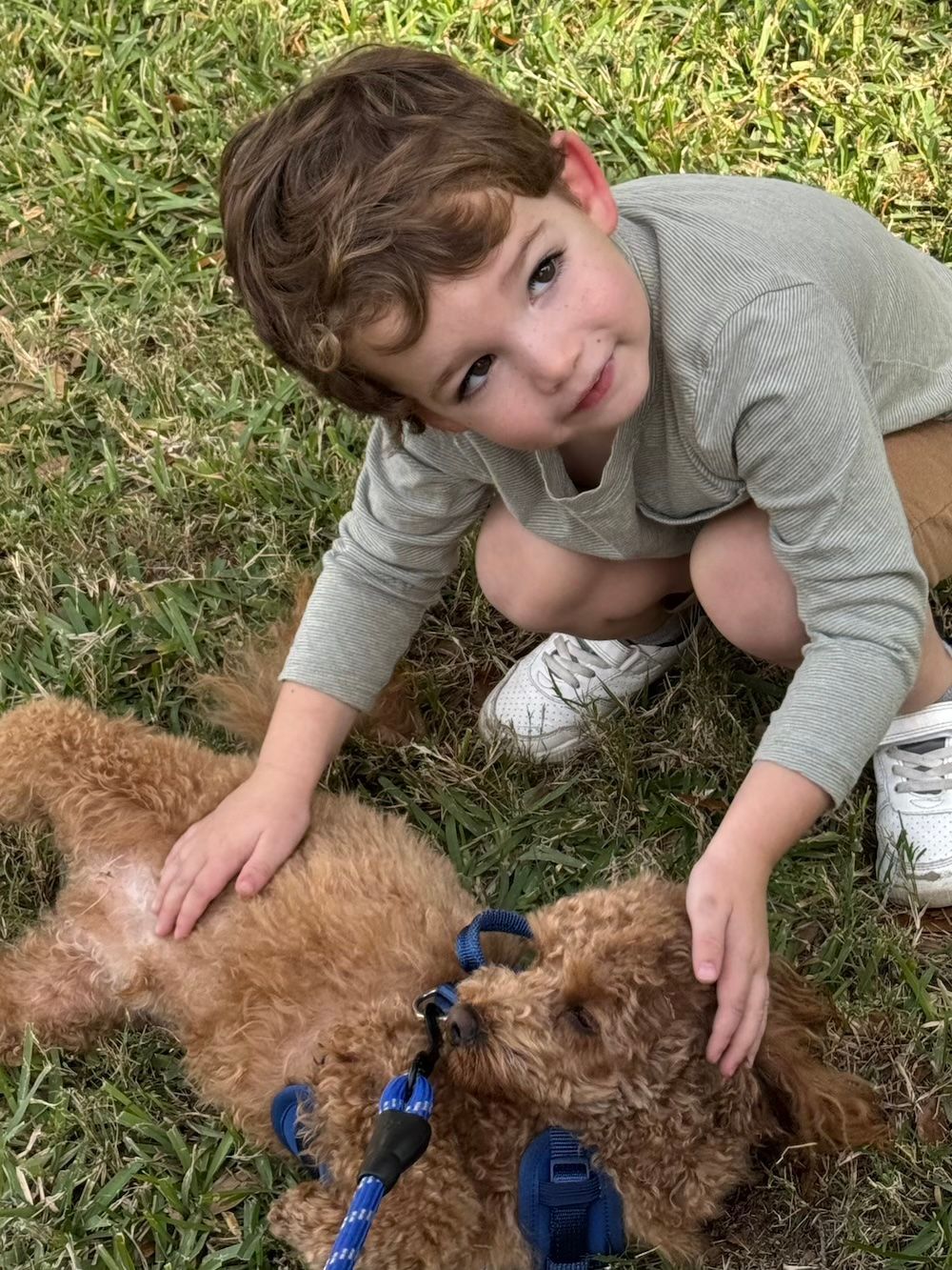 Boy petting a small, brown dog on grass. Boy is wearing a green shirt, khaki pants, and white shoes.