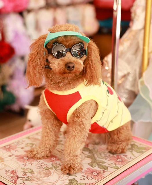 Brown poodle wearing sunglasses, visor, and a red and yellow shirt, sitting on a floral surface.