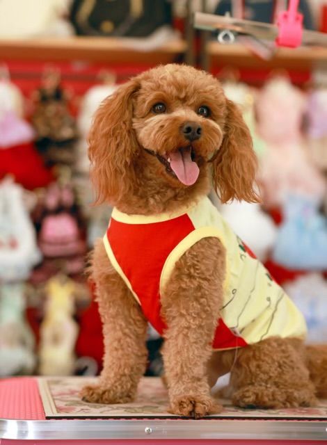 Red poodle wearing a red and yellow shirt, smiling with tongue out, sitting in a shop.