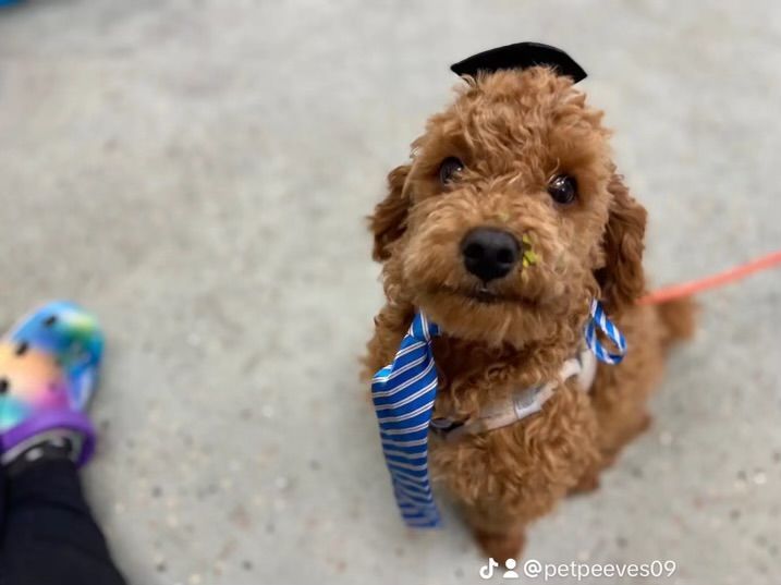 Brown poodle wearing a graduation cap and tie, sitting on a textured surface.
